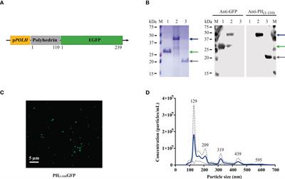 An ambient-temperature stable nanoparticle-based vaccine for nasal application that confers long-lasting immunogenicity to carried antigens